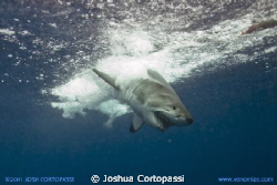 A Great White Shark crashes into the Pacific after a full... by Joshua Cortopassi 